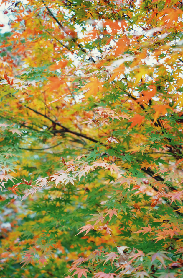 随手一拍都是大片！新都枫叶“封神”，快冲！