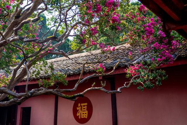 满树繁花！四川剑门关1500年紫薇古树 迎数十年最盛花期