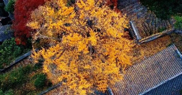 突然全黄了！无锡人注意！