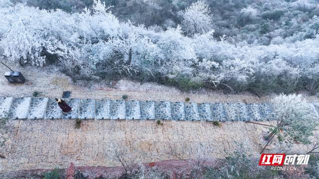 衡山县：雾凇扮靓冬日 紫金“仙境”宛若童话