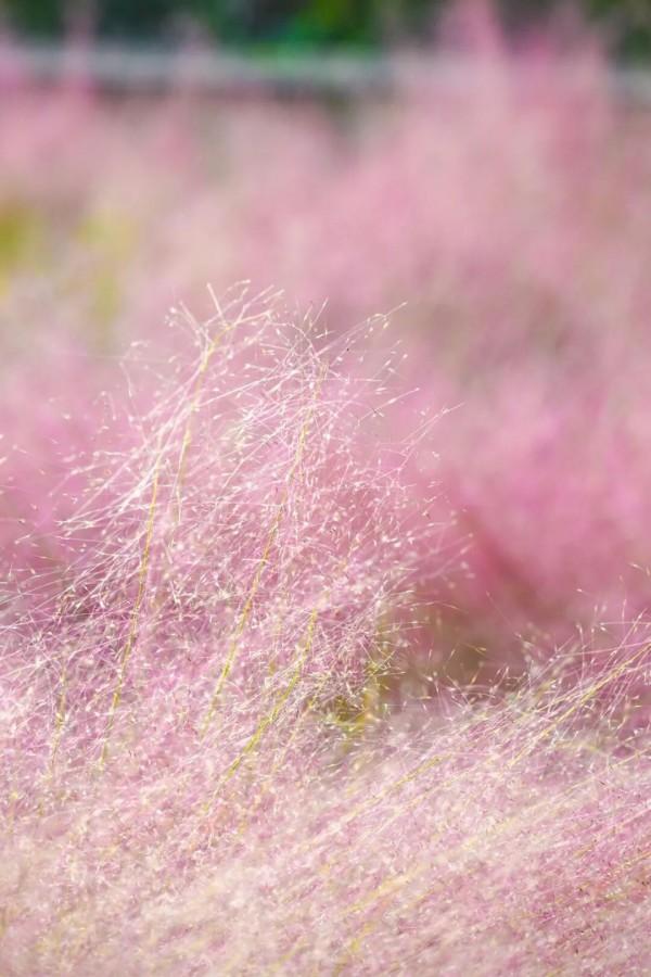 成片粉黛乱子草花海梦幻上线！这些公园火了！