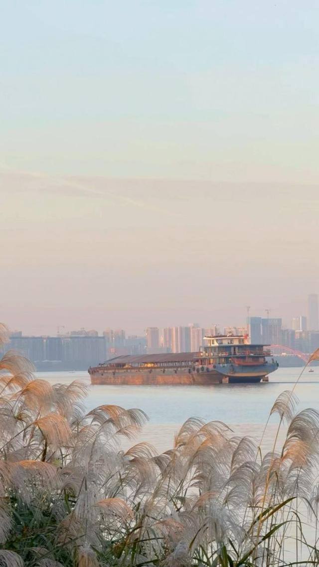 @长沙人，这份银杏观赏指南请查收！解锁初冬限定浪漫