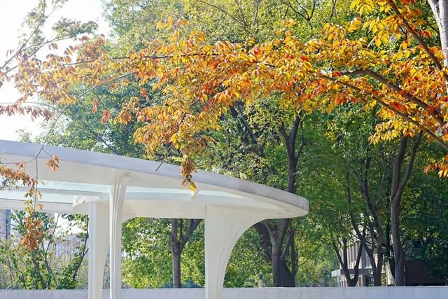 音乐公园、滨河步道……长宁这条有点小众的赏秋路线，别错过了！