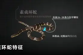 医生转行抓蛇，发现亚洲新毒王！他在35岁的这个选择有多疯狂？图片