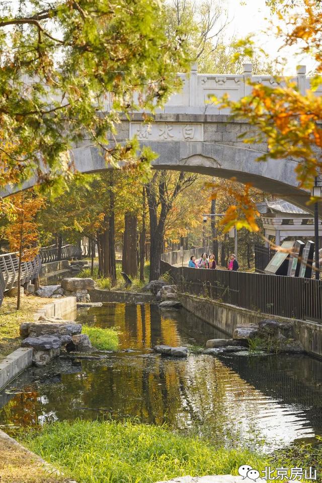 顶级秋色，房山水杉林已上线！