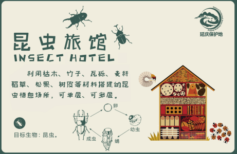 一眼心动！周末邂逅北京芦花漫舞，超有秋日feel~