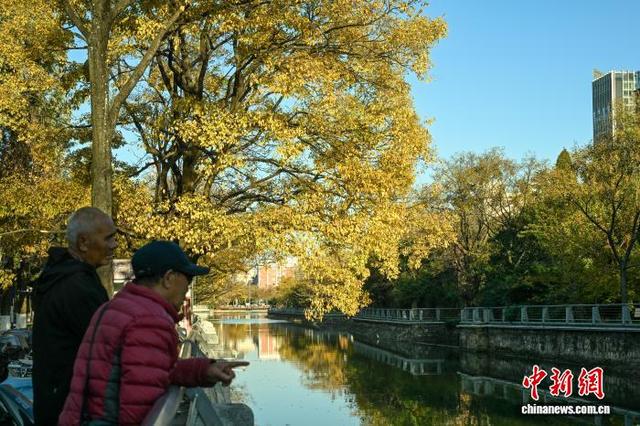 昆明大观河畔滇朴鎏金绘就冬日惬意图景