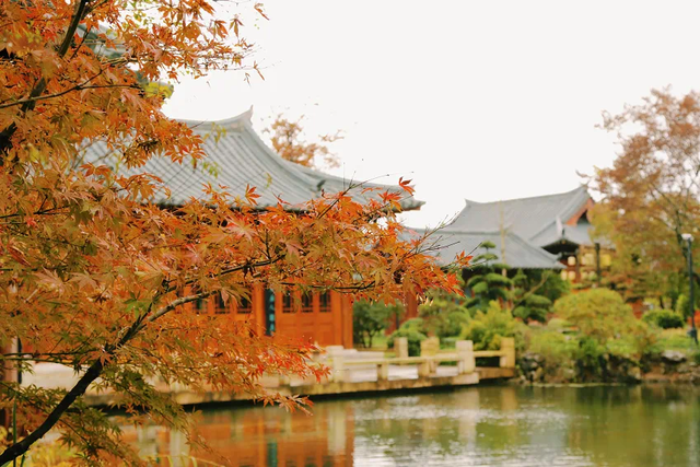 崇明秋色，坠入一场温柔的五彩梦境