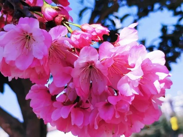 花漾丽江丨风暖樱花开 永胜春光美