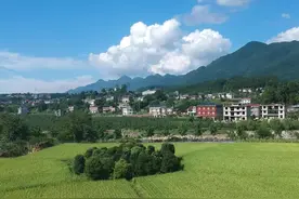 600亩高标准稻田勾勒美丽乡村田园画卷图片