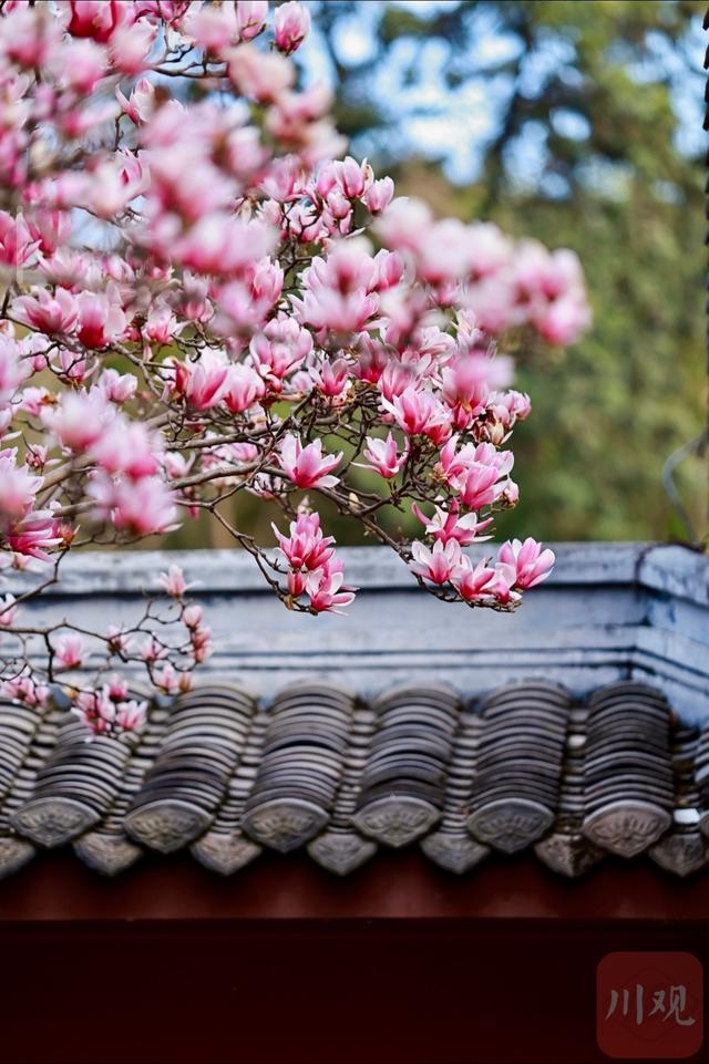 C视觉｜满树繁花映红墙 武侯祠春意正浓