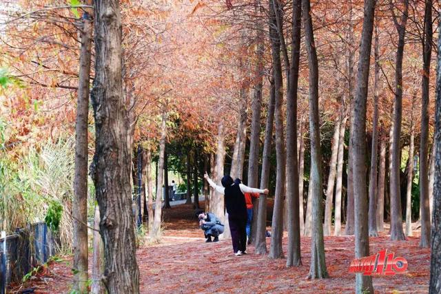 “顶流”回归！近期，福州大量出现