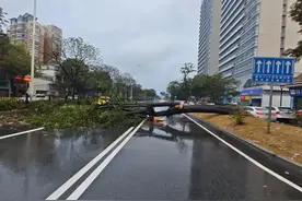 【城市管理“百日整治”行动（3）】树木倒伏！蓬江城管人接诉即办即清理图片