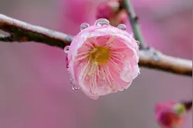 丽水春日限定，速来！图片