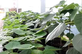 云南宣威：首批山桐子“太空种子”育苗成功图片
