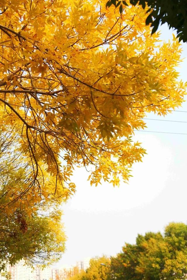 惊艳！身边的北京秋景“天花板”来了！