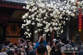杭州法喜寺500岁玉兰绽放 来赴这场春日之约吧图片