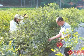 松溪县：蓝莓熟 游客稠图片