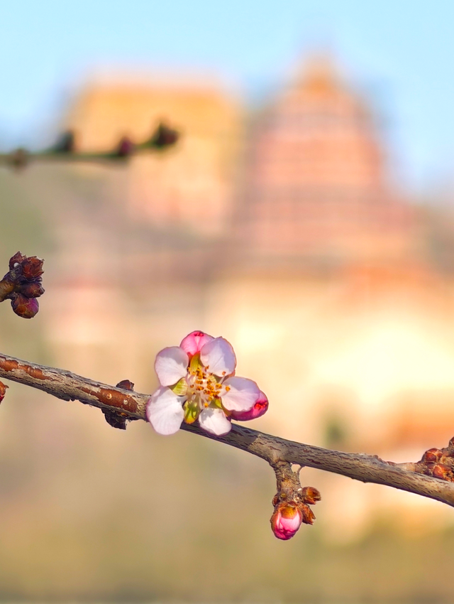 颐和园西堤，冬日桃花添暖意