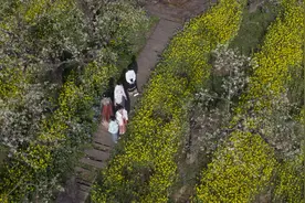 明媚春光好图片