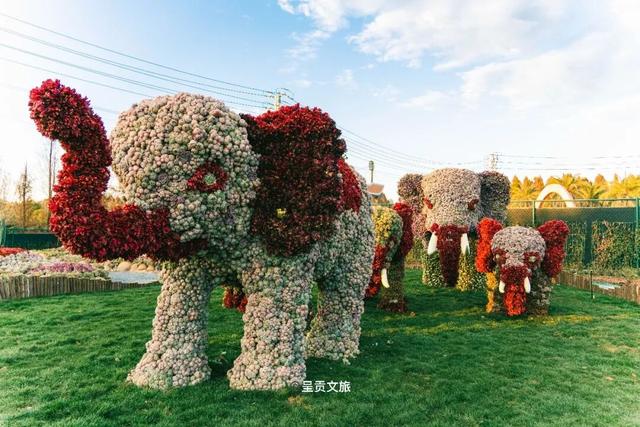 走进斗南七彩花海，看一场春天的盛大绽放