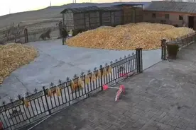 不是第一次了！东北虎进村咬人，人虎相处、如何维权等引发热议图片