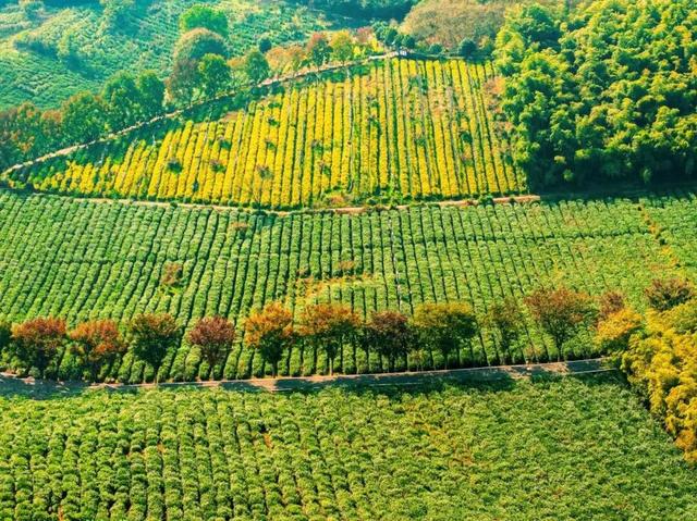 速藏启程！仪征秋季骑行一站式攻略，把秋景与趣味统统骑进眼里~