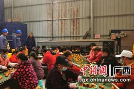电力充足 广西荔浦小小砂糖橘奔向全国图片