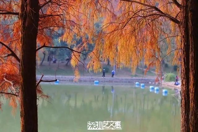 深圳落羽杉！红！了！