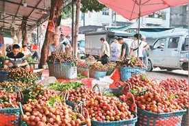 合浦荔枝进入销售旺季图片