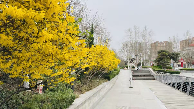 春天的请柬已送达！2026莱芜赏花地图“新鲜出炉”