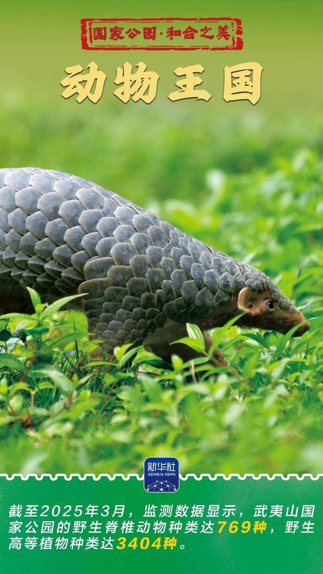 和合之美｜武夷山国家公园：“会呼吸”的诗意乐园