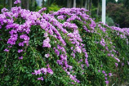 美呆了！南宁大片紫色花盛开！层层叠叠，如同紫色的瀑布