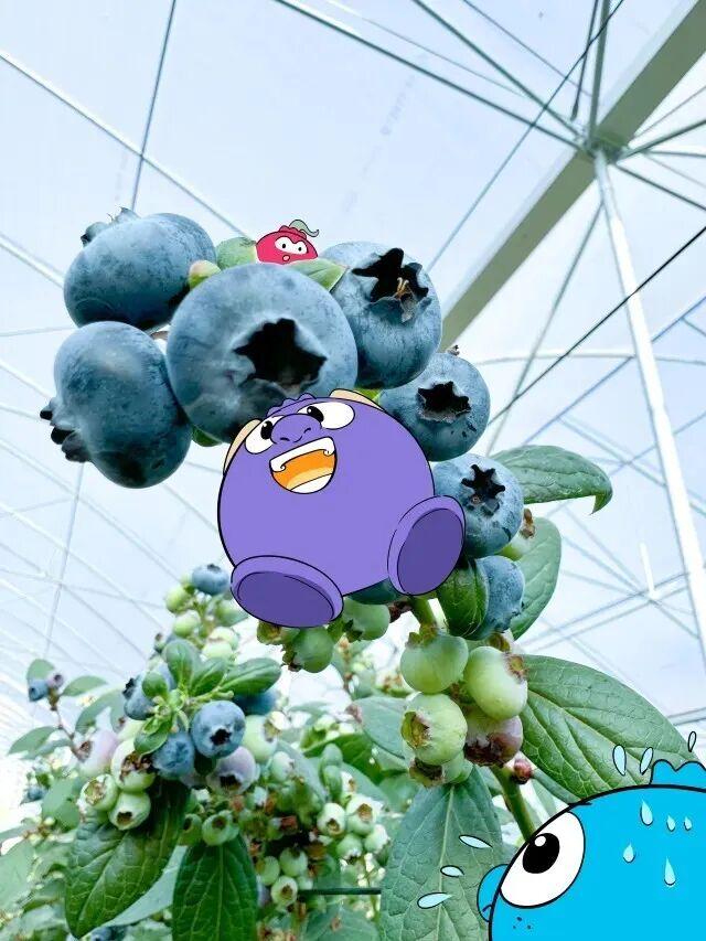 今个周六，一起到威整摘蓝莓！