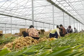 量大质优！济南市莱芜区大棚小黄姜喜获丰收图片