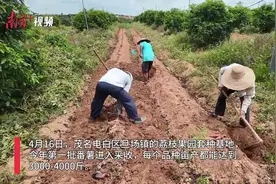 荔枝与番薯当上“邻居”，茂名甘薯套种新模式产出效益图片