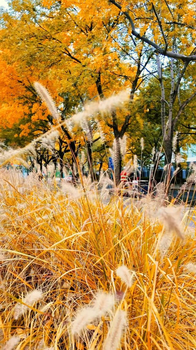 黄金大道秋意浓，石景山这条路进入最佳观赏期！