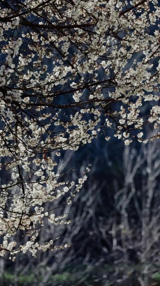 楚雄花开成海！你期盼的春天提前来了