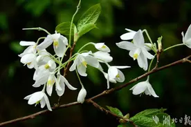 满树繁花，植物“活化石”长果安息香绽放五峰后河图片