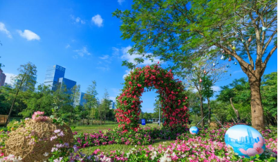 山海连城，花满全城——2025深圳簕杜鹃赏花周正式启幕