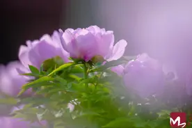 追繁花 | 快来！泉城公园的牡丹花开啦图片