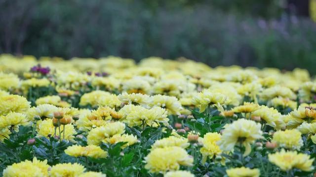 杨浦秋韵正浓 2025年上海菊花展闭幕倒计时！错过就要等明年！