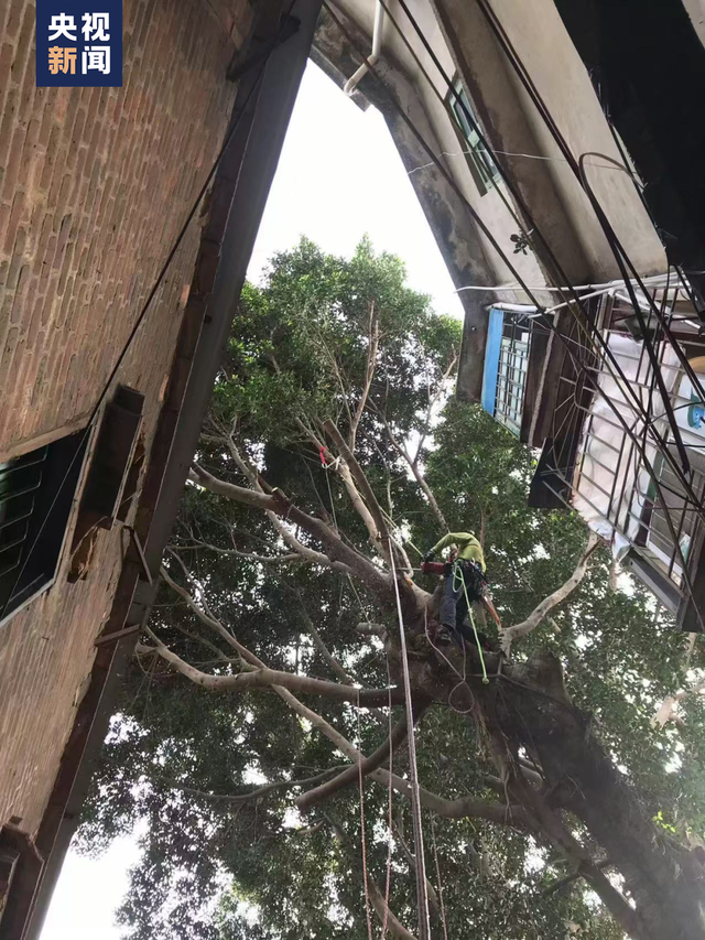 “爬树”也能修学分？这所高校的“攀树课”一课难求！