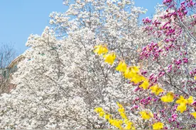 这些花全开啦！是时候来山东赏花啦~图片