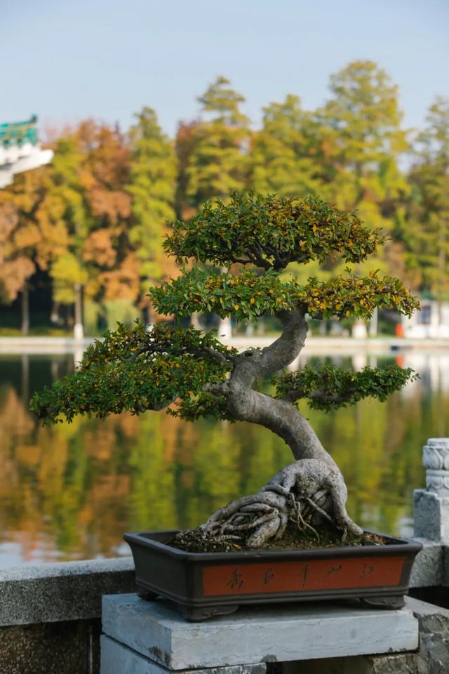 东湖秋日图鉴②｜邂逅听涛，定格秋的独家记忆