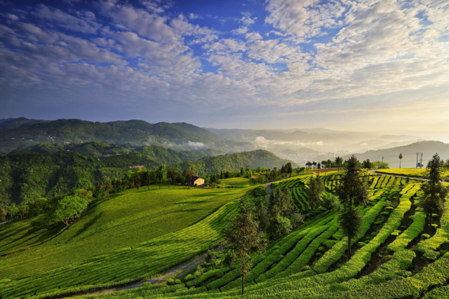 “云上五峰 茶香天下”五峰土家族自治县亮相《300秒看家乡》