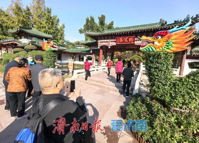 一年四季 泉在济南丨泉水与菊香为伴！趵突泉菊展静待绽放