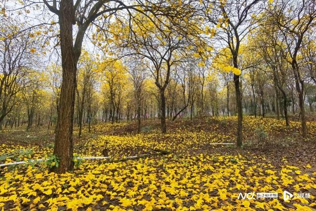 女神优惠盘点！广东“春色满园”！丽人有请