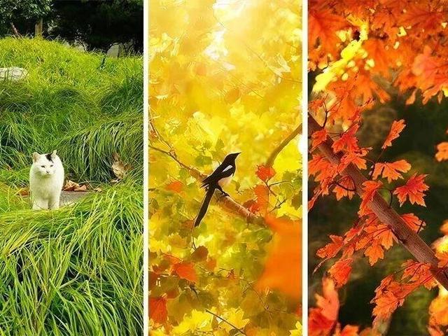 北京号最精彩｜明年北京11座重点桥系将“美颜增肌”