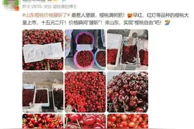 热闻|山东樱桃价格“腰斩”了！网友：原来论颗吃，现在论盆买图片